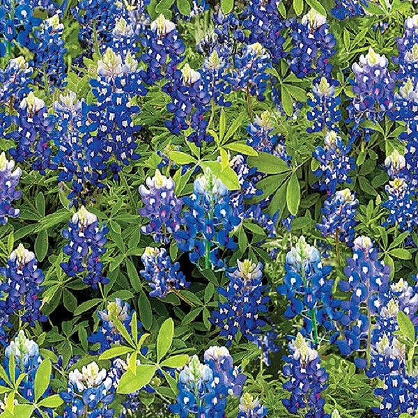 108" Wide Quilt Backing Bluebonnet Flowers from Benartex 3 YARD CUT