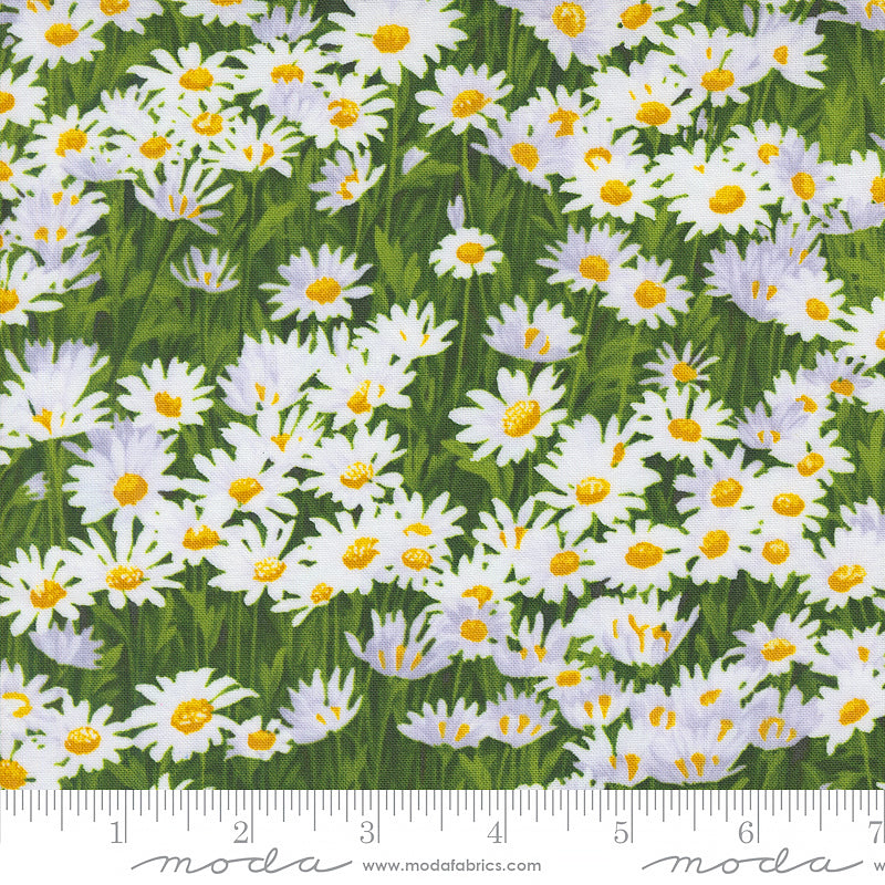 Wildflowers Daisies Cloud