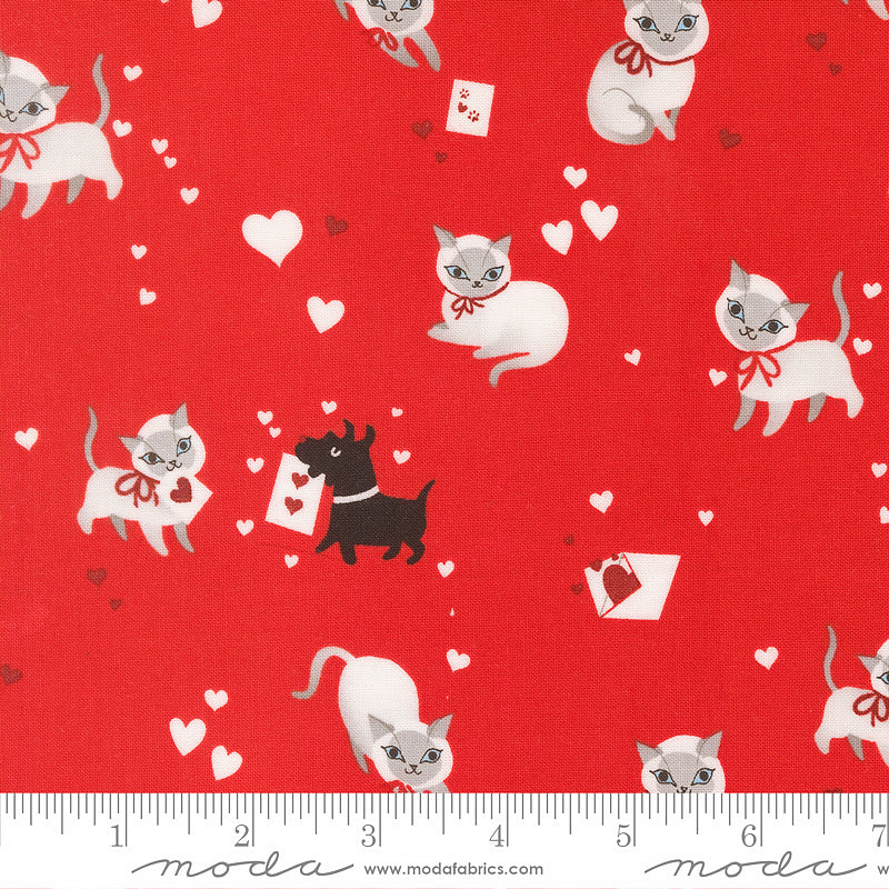 Funny Valentine Kitty Hearts Love