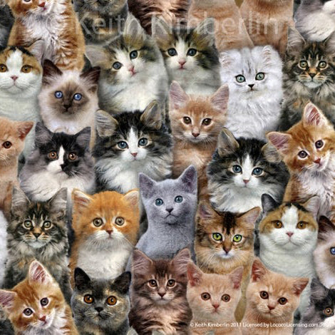 Adorable Pets Packed Cats Multi