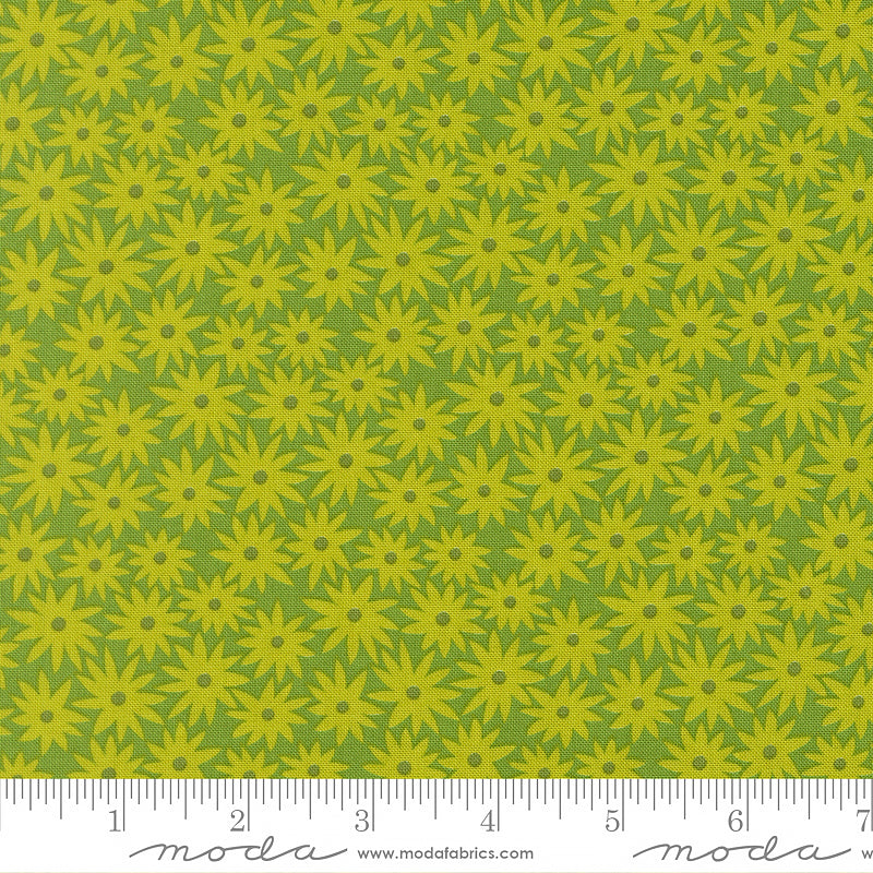 Scenery Sedum Limeade