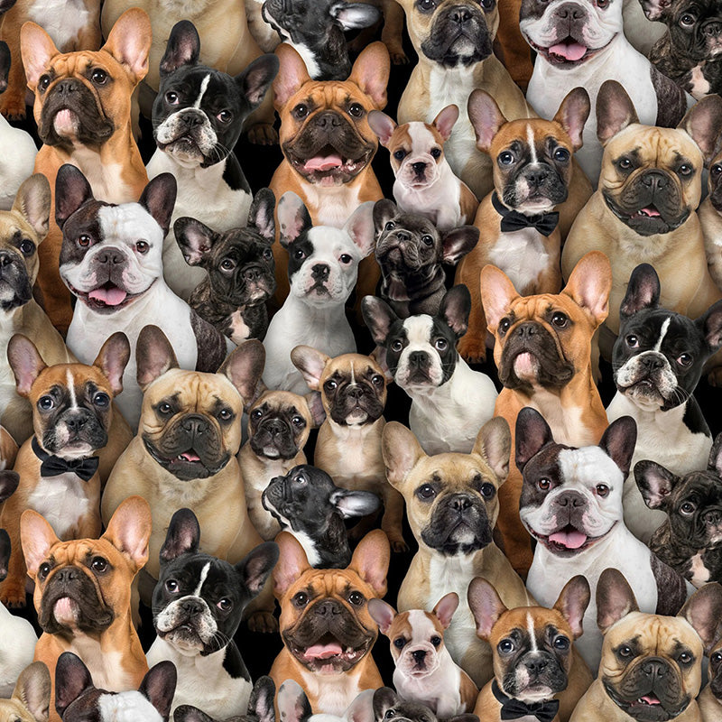 Best Friend French Bulldogs