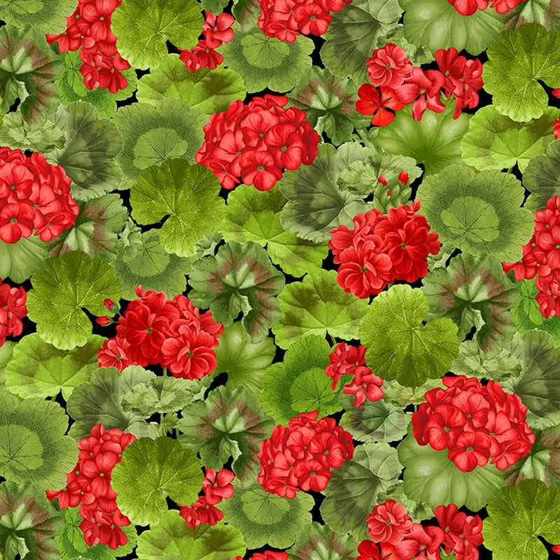 Scarlet Beauty Geranium Floral Green