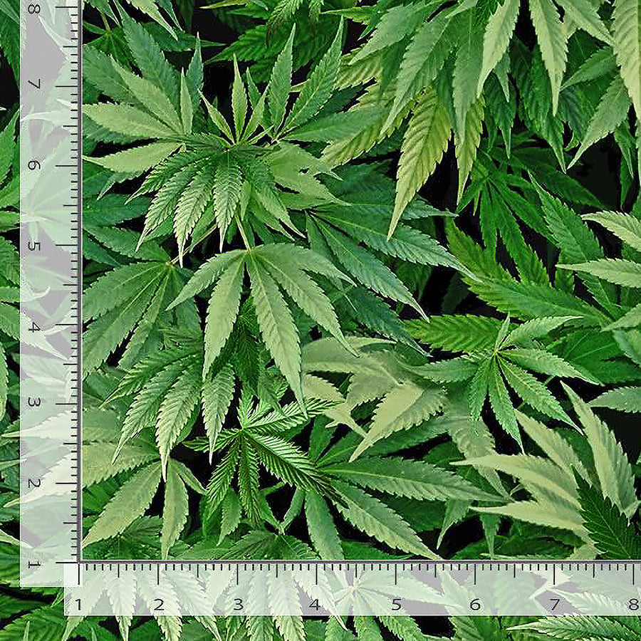 Timeless Treasures Got the Munchies Cannabis Leaf Green 1 Yard Cut