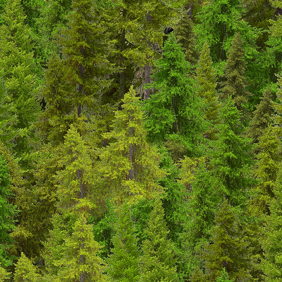 Woodland Retreat Evergreen Forest