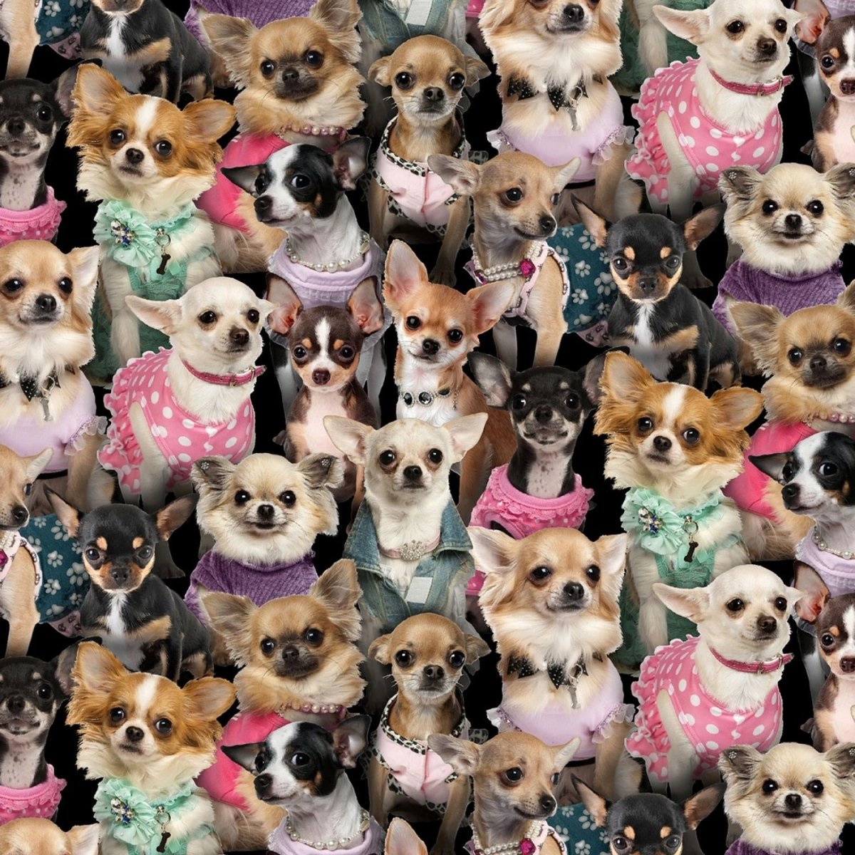 Best Friend Chihuahuas – Remnant 24″ × 44″