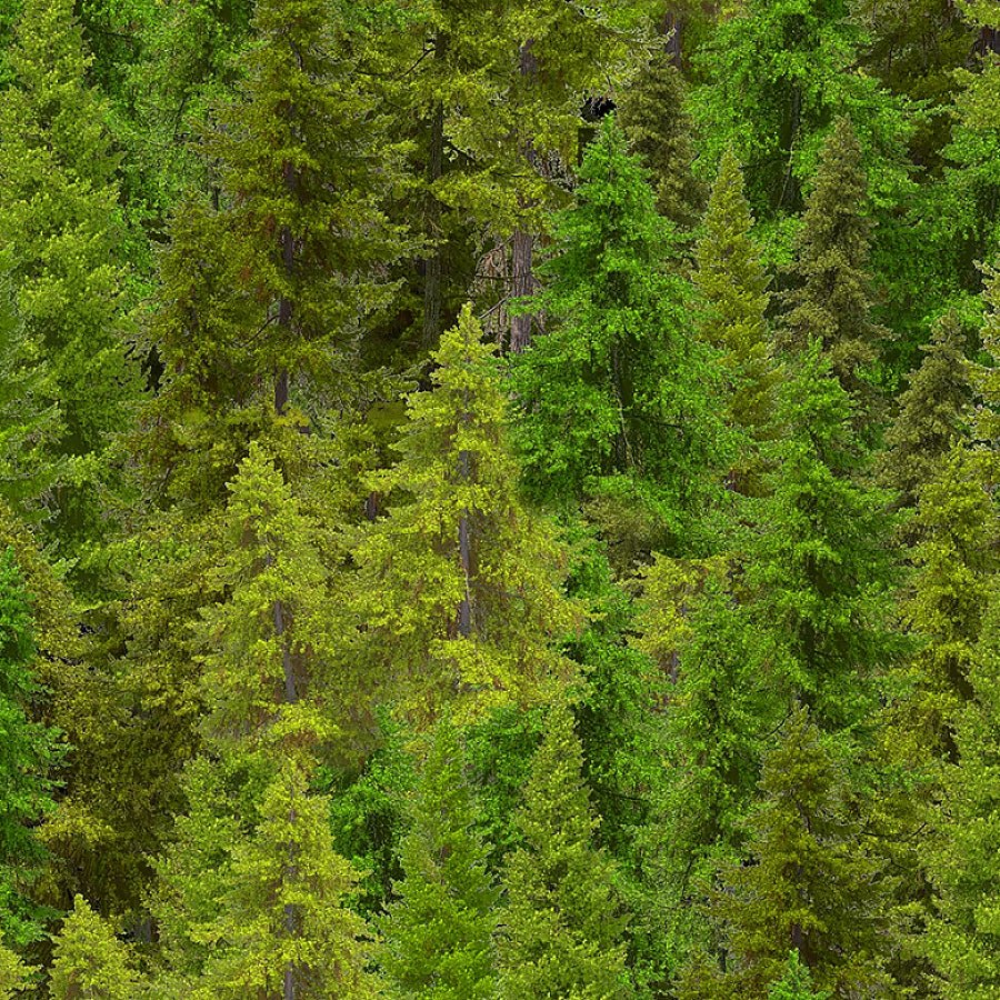 Woodland Retreat Evergreen Forest - Timeless Treasures from Fort Worth Fabric Studio